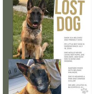 Lost Dog Sadie