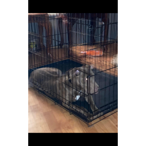 Lost Dog Marley Jane