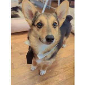 Lost Dog Cataleya