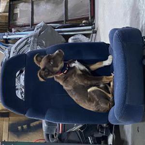 Image of Female, Lost Dog