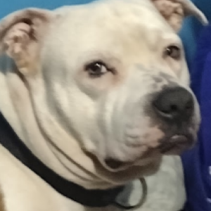 Lost Dog Bruce