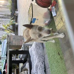 Found Dog Unknown