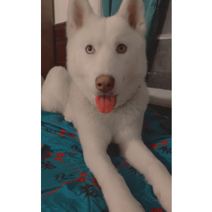 Lost Dog Molly