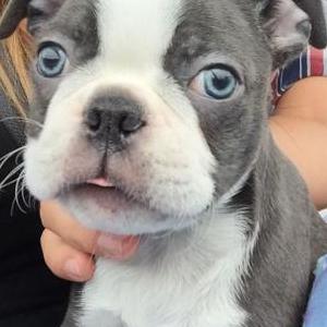 Lost Dog Luna