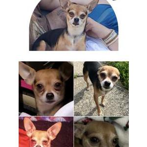 Lost Dog Odie Bear