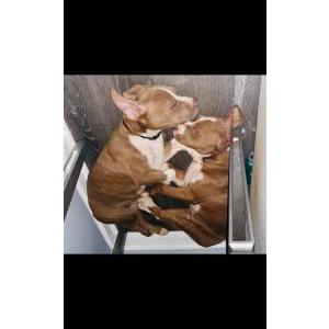 Lost Dog Jasper & Bellamy