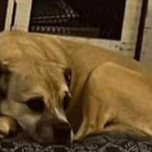 Image of Duke, Lost Dog