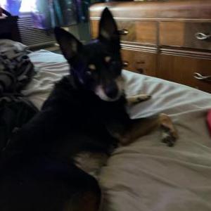 Lost Dog Rocky