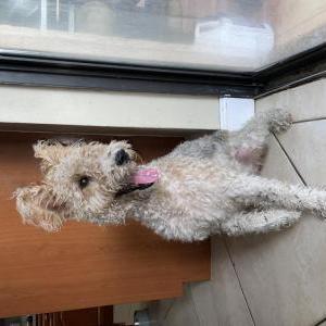 Found Dog Unknown