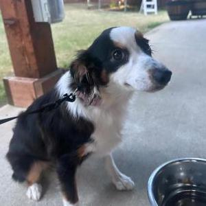 Lost Dog Oakley