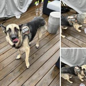 Found Dog Unknown