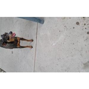 Lost Dog Nala