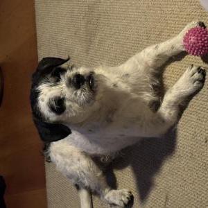 Found Dog Unkown