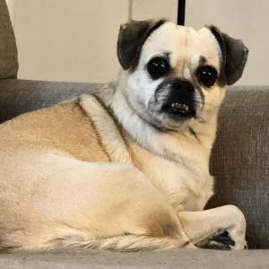 Lost Dog Belle