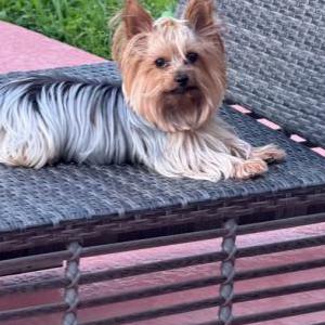 Lost Dog Pixie