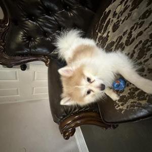 Lost Dog Fluffy