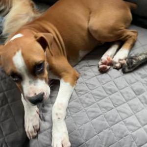 Lost Dog Capone