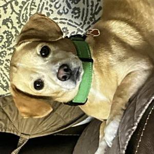 Lost Dog Sammy