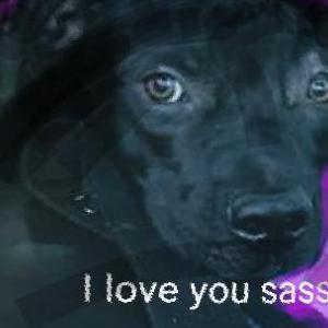 Lost Dog Sassy
