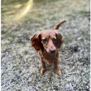 Lost Dog Oakley