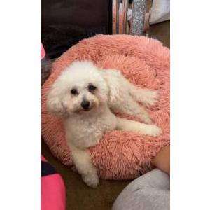 Lost Dog Coco