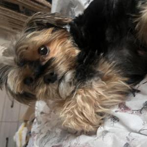 Lost Dog Phoebe