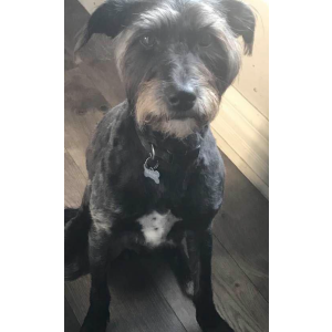 Lost Dog Lexi