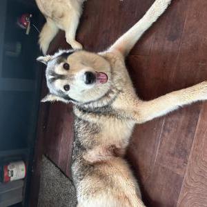 Found Dog Unknown