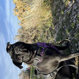 Lost Dog Ozma