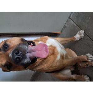 Found Dog Unknown