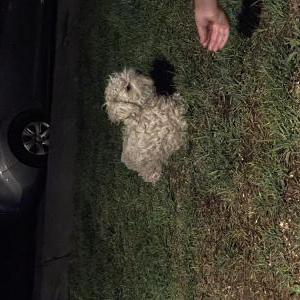 Found Dog unknown