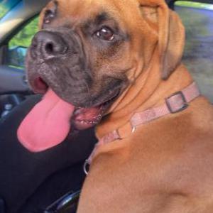 Found Dog Unknown