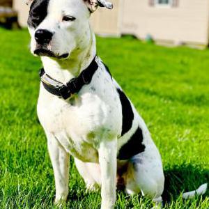 Lost Dog IVY