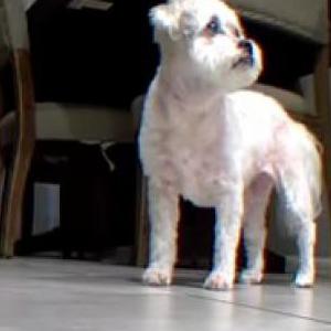 Lost Dog Bailey