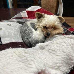 Lost Dog Gwen (Gwendolyn)