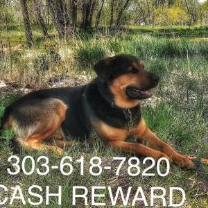 Lost Dog Angus