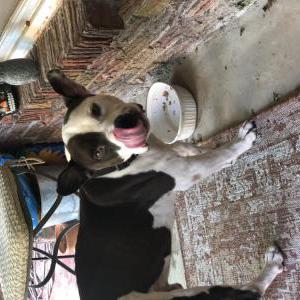 Found Dog Unkown
