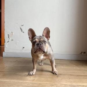 Lost Dog Mia
