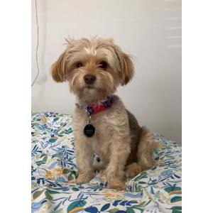 Lost Dog Teddy