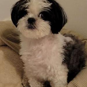 Lost Dog Luke