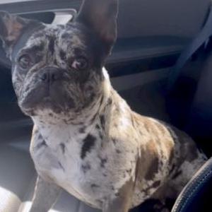 Lost Dog Lexy