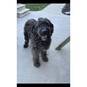 Lost Dog Theo (Theodore)