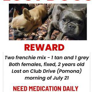 Lost Dog Bunny