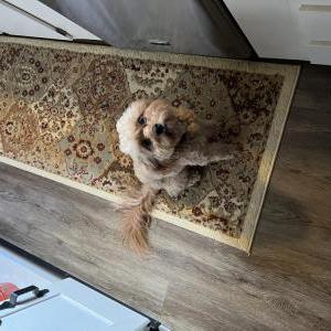 Image of Leo, Lost Dog