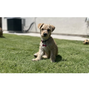 Lost Dog Ashoka