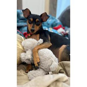 Lost Dog Luna