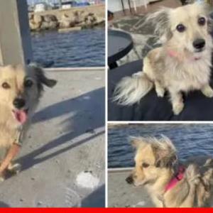 Lost Dog Poly