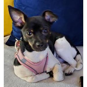 Lost Dog Mumu