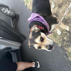 Found Dog Puddles
