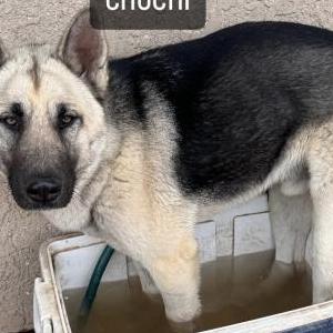 Lost Dog Chochi